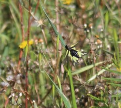 Libelloides coccajus