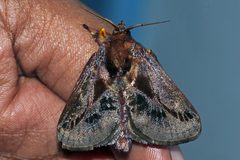 Phocoderma velutina