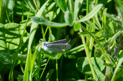 Glaucopsyche lygdamus