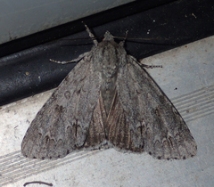Acronicta americana