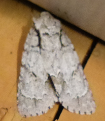 Acronicta laetifica