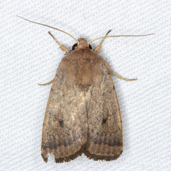 Proteuxoa porphyrescens
