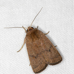 Proteuxoa porphyrescens
