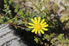 Senecio gallicus