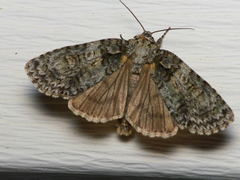 Acronicta ovata
