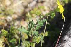 Senecio gallicus