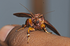 Phocoderma velutina