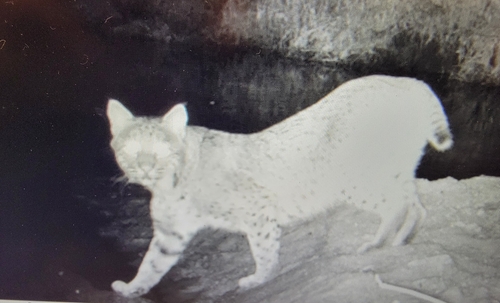 Bobcat photographed in West Virginia