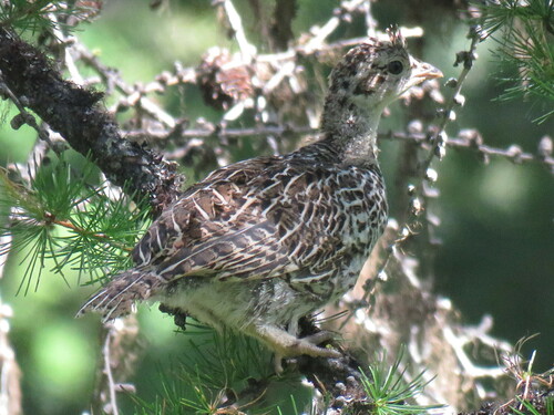 iNaturalist observation 2018-07-03