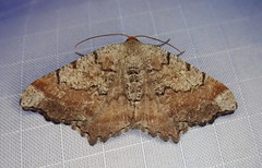 Macaria distribuaria