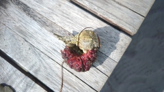 Styelidae