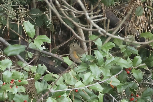 Red-flanked Bluetail (Tarsiger cyanurus), photo 4