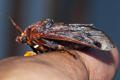 Phocoderma velutina