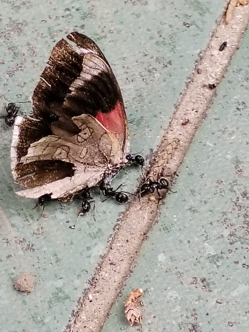 Diaethria ceryx image