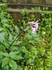 Cardamine quinquefolia