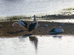 Pelecanus conspicillatus