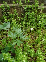 Cardamine quinquefolia