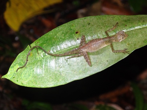 Aphaniotis ornata