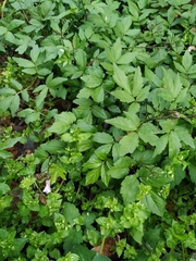 Cardamine quinquefolia