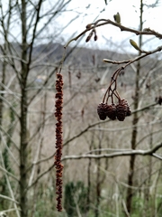 Alnus glutinosa barbata