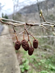 Alnus glutinosa barbata