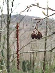 Alnus glutinosa barbata