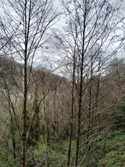 Alnus glutinosa barbata