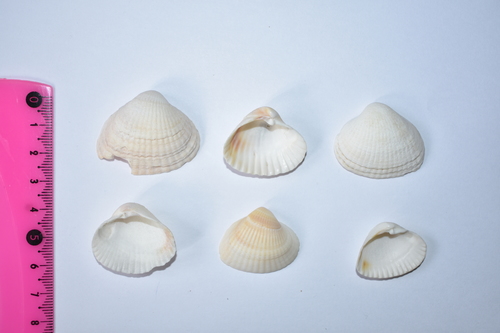 Didacna baeri