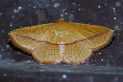 Striglina