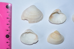 Didacna trigonoides