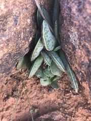 Adromischus trigynus