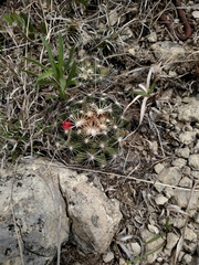 Escobaria missouriensis