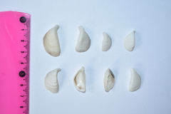 Dreissena polymorpha