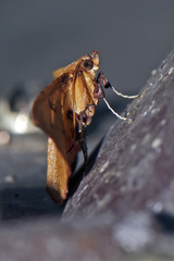 Striglina
