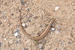 Ablepharus deserti