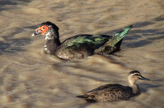 Cairina moschata domestica