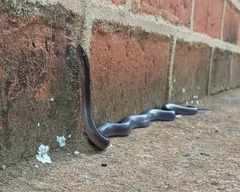 Boaedon fuliginosus
