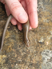 Plestiodon tetragrammus