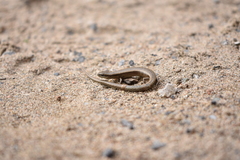 Ablepharus deserti