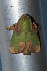 Parasa pastoralis