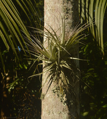 Tillandsia gardneri