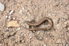 Ablepharus deserti