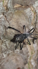 Acanthocephalini