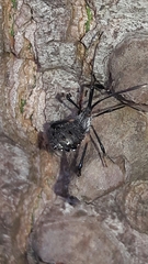 Acanthocephalini