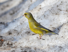 Chloris chloris