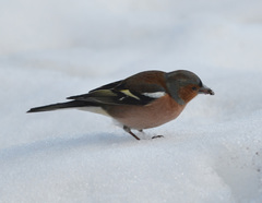 Fringilla coelebs