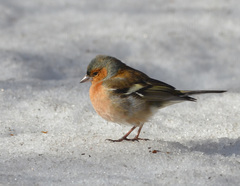 Fringilla coelebs