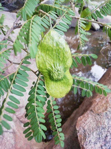 Dalbergia pseudobaronii