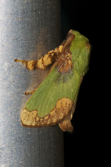 Parasa pastoralis