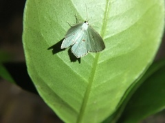 Comostola meritaria